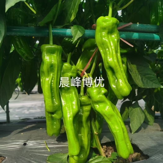 海口泡椒种子  晨峰博优，早熟薄皮泡椒，皮薄质脆，生长旺盛，品质保证厂家直销