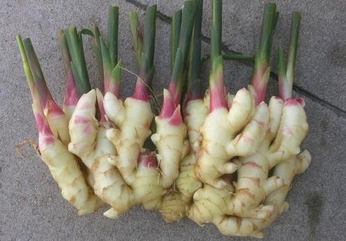 行唐县大黄姜 青苗姜