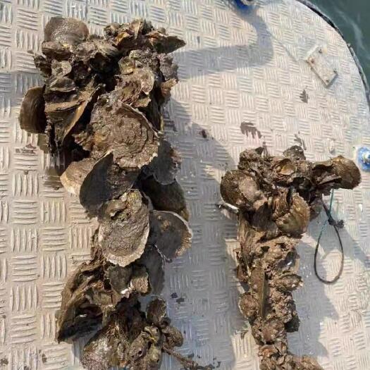 钦州长牡蛎  统货出，最小3两左右多一个，最大6两左右一个，个个肉肥鲜美