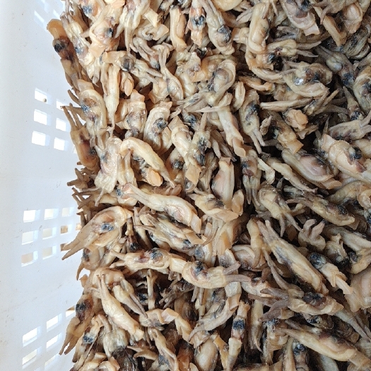 东港市新鲜加工的海蛏干