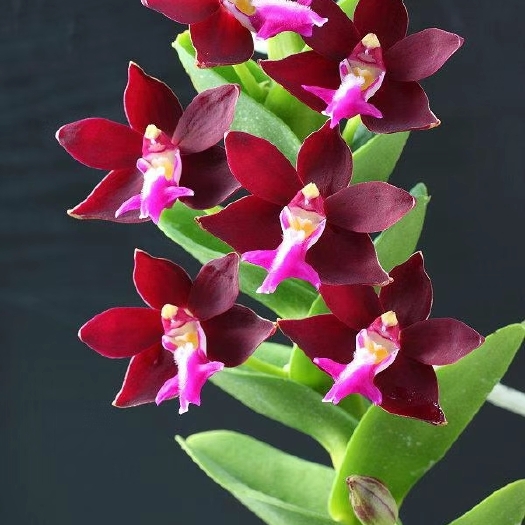 花木蓝 花