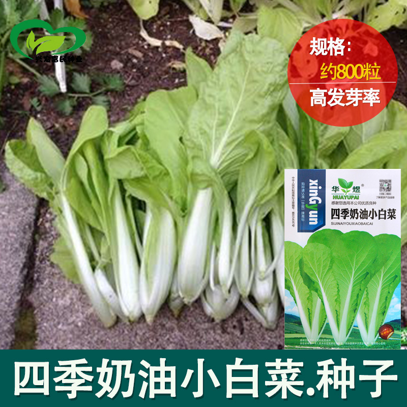 小白菜种子  四季奶油小白菜， 阳台菜园纤维少叶菜种子 蔬菜种子