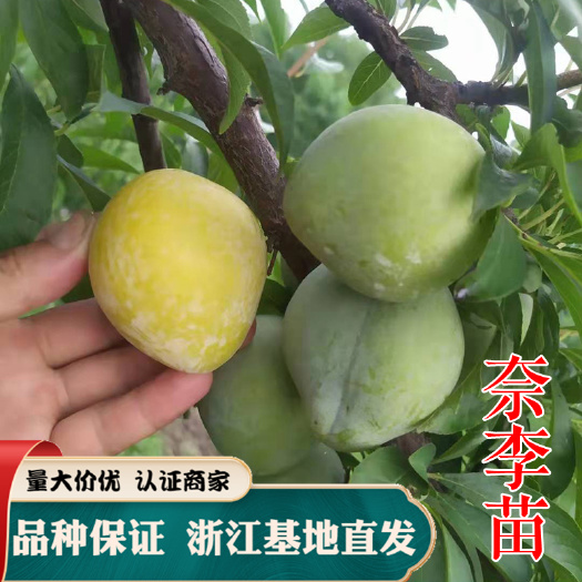 嵊州市奈李苗 黄金奈李苗 青奈李 浦江桃形李 福建古田油柰