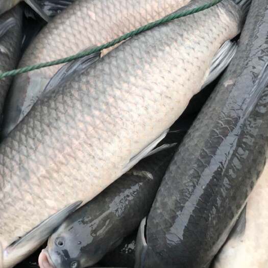 湖州精品青鱼，可长期供货，质量保证，价格优惠，可送货，专送钓场