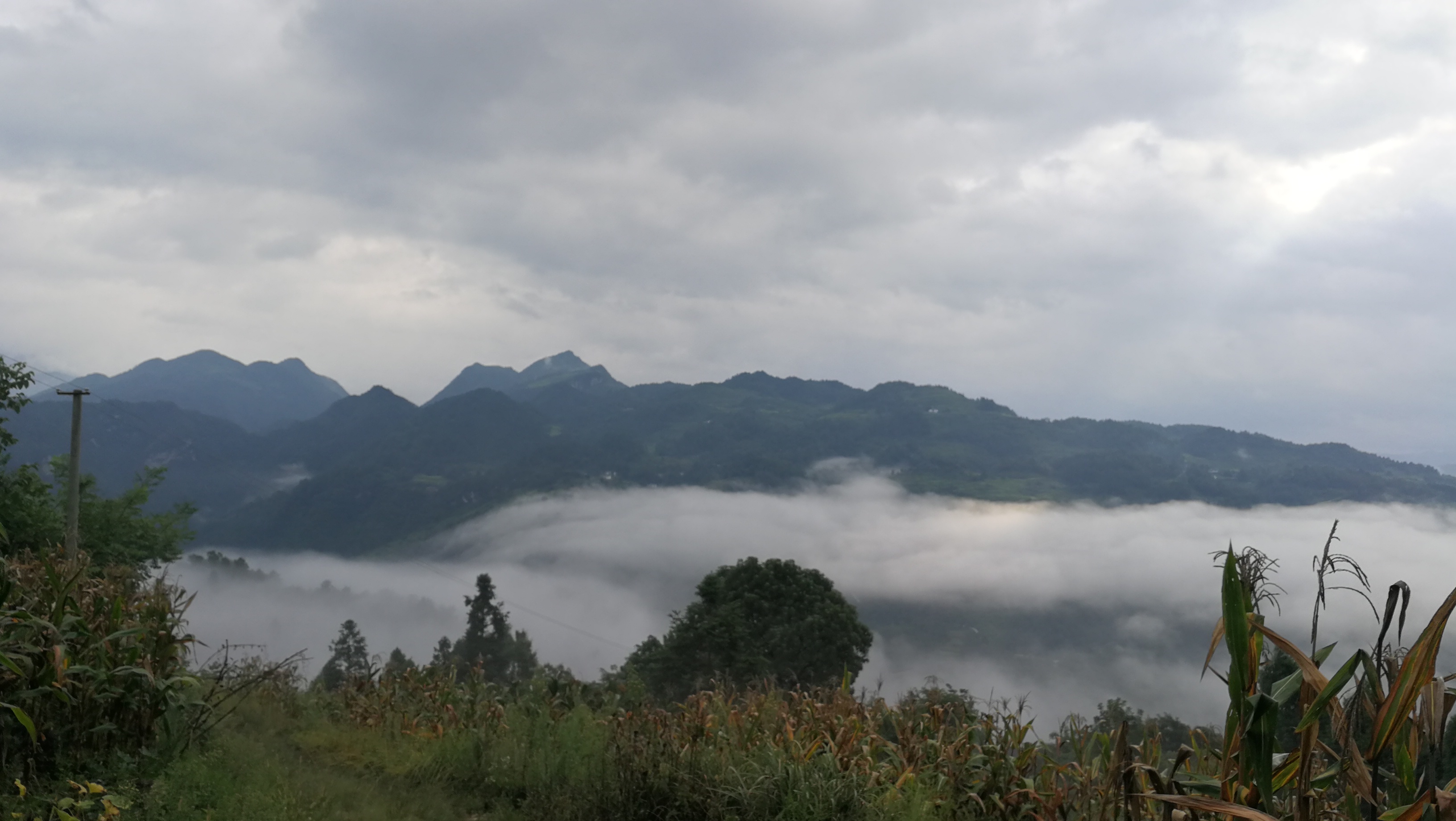 鹊山鸡