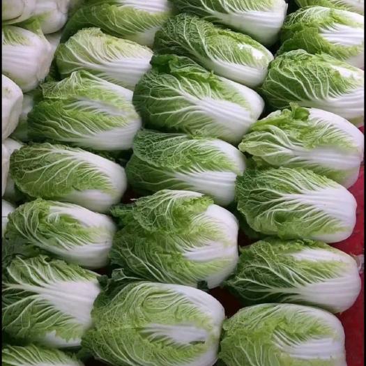 嵩明县黄心大白菜 大棚银白