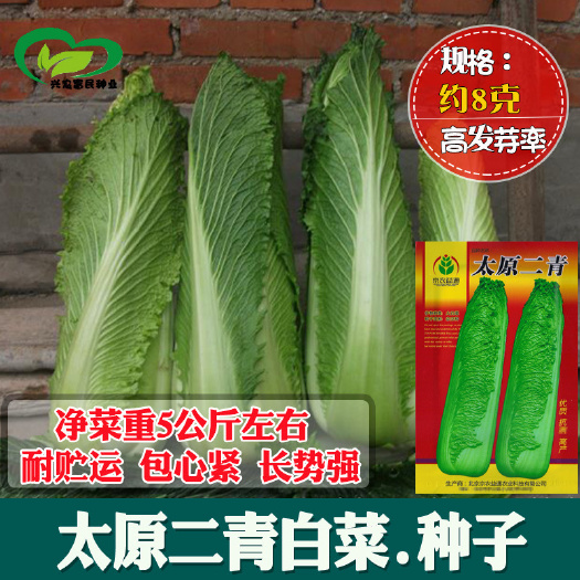  太原二青白菜种子家庭农场阳台菜园盆栽 蔬菜种子批发