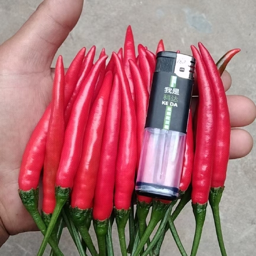 商丘精品小米椒，大量上市，大量供应，全国接单，