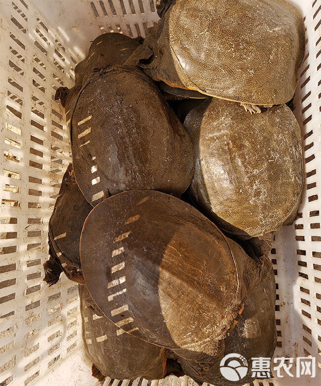 实时批发行情3年起步黄沙鳖 1-4斤外塘公甲鱼 规格齐全