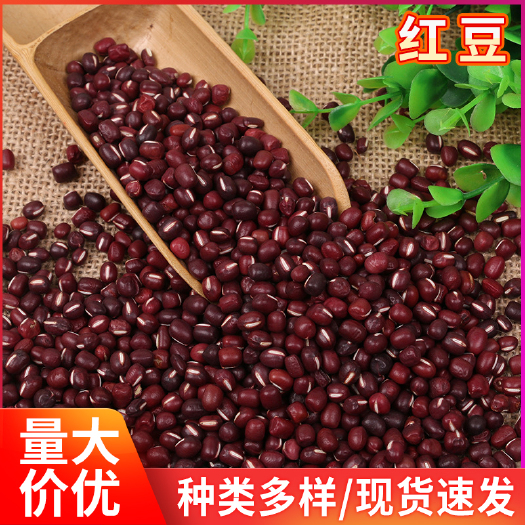 临沂 五谷杂粮生红豆生红小豆 农家饱满豆类杂粮小红豆 家用熬粥原料