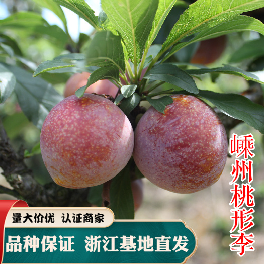 嵊州市嵊州桃形李苗  红心桃形李树苗吊得李正宗嫁接李子树苗