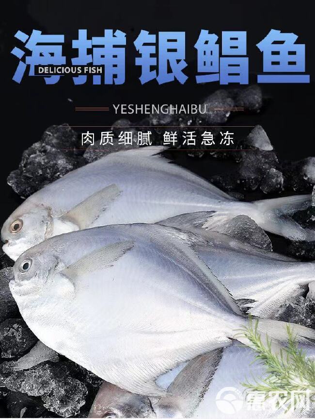 特大号银鲳鱼国产新鲜银鲳鱼平鱼海捕批发白鲳鱼鲜活速冻扁鱼批发