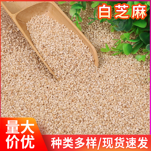 临沂白芝麻厂家批发 五谷杂粮磨粉白芝麻 烹饪甜点原料调饮品白芝麻