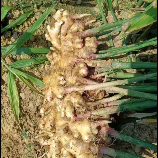 兴城市仔姜  自家种植，150亩地，有机鲜姜，量大，10万斤的量