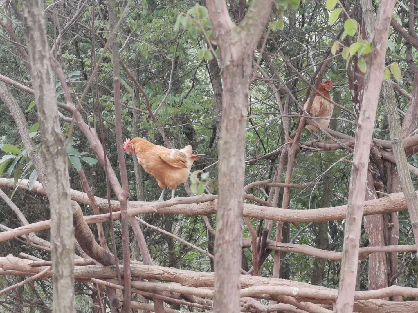 优质老母鸡林地散养土鸡（公/母）全毛鸡赖毛鸡圆尾鸡都有货