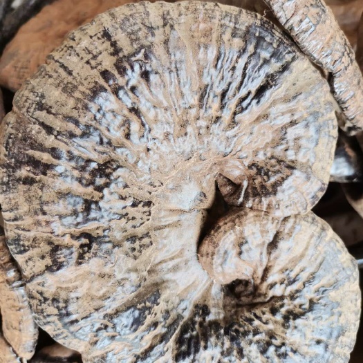 百色人工灵芝 种植灵芝