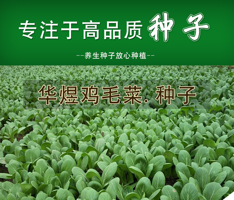 紫油菜种子 鸡毛菜种子 家庭菜园可盆栽鲜绿光滑生长快小青菜鸡毛菜蔬菜籽