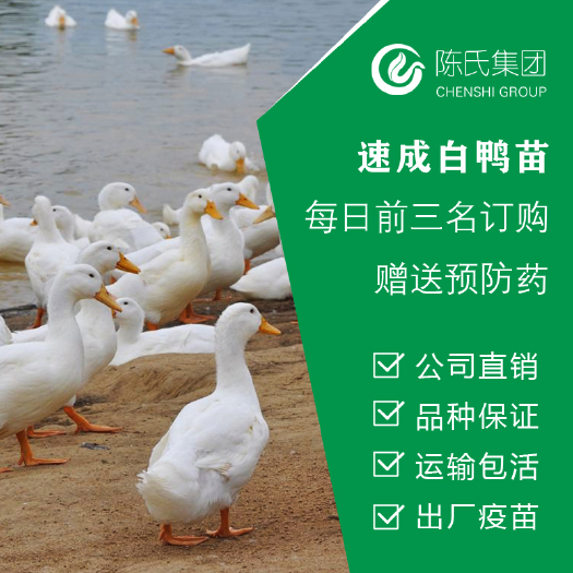 南宁白鸭苗  桂柳 樱桃谷鸭苗 北京鸭苗40天出栏 烧鸭专用苗