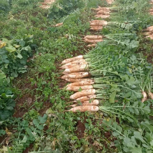 威宁县白萝卜  水果萝卜
