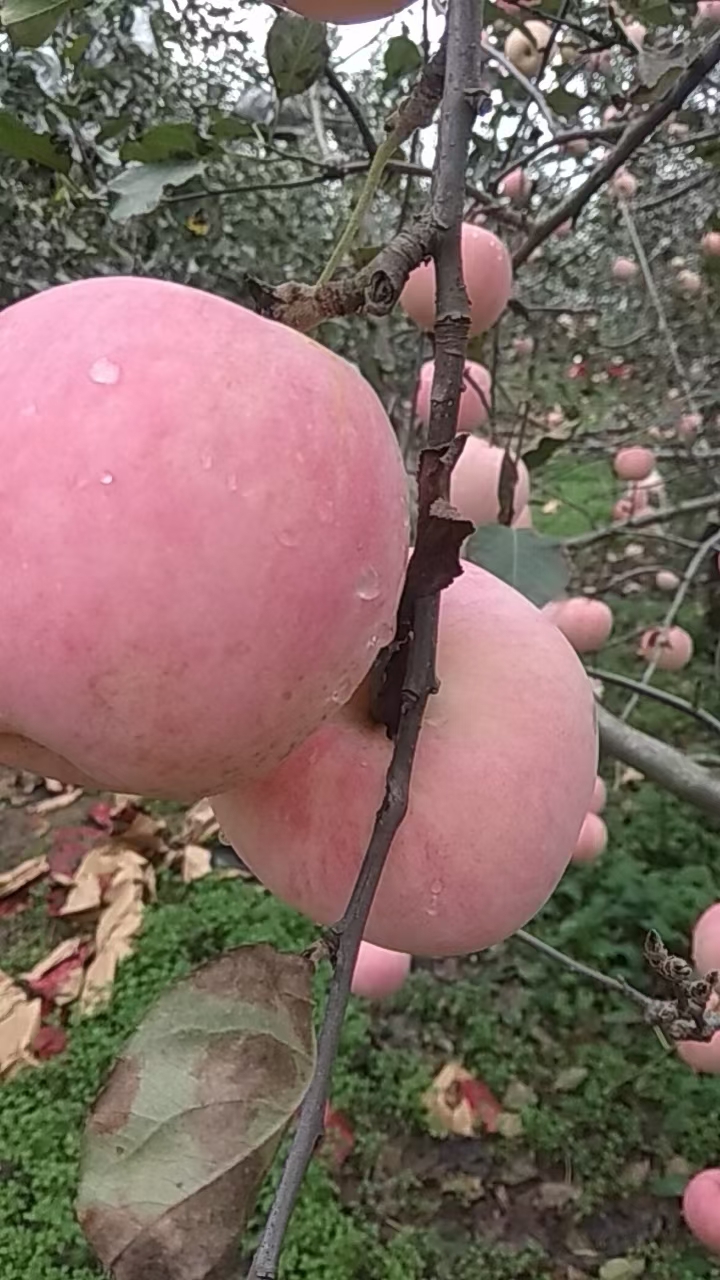 红富士苹果 陕西红富士