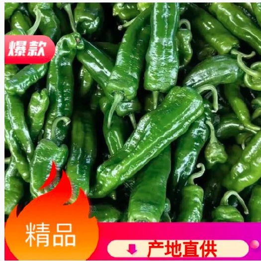 夏邑县301青泡椒，线椒，苏椒，螺丝椒大棚种植，毛皮靓，基地直供！
