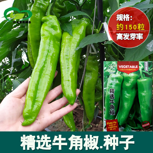 河间市羊角椒种子  牛角椒辣椒种子 农田菜园可盆栽大果肉厚辣椒蔬菜种子批发