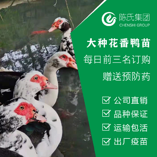 南宁大种火鸭苗  花番鸭苗 西洋鸭 旱鸭苗 包出厂疫苗