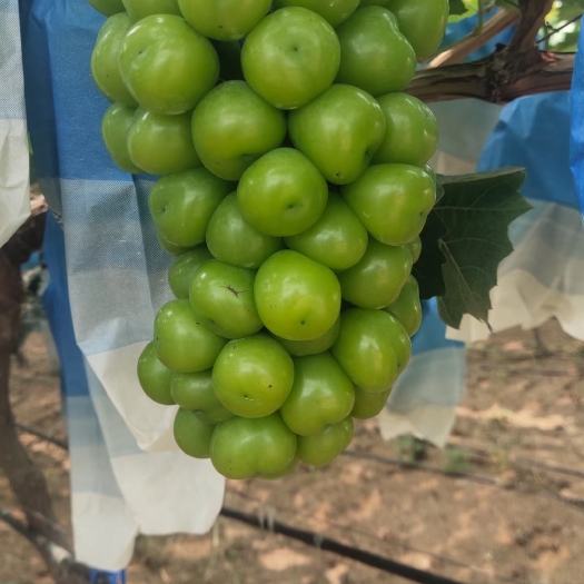 夏邑县 精品阳光玫瑰