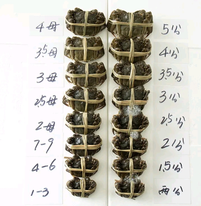 稻田蟹  死亡率百分3，長期供應(yīng)大小市場，線上線下一件發(fā)貨。