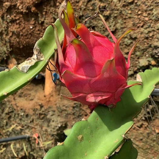 遂溪县火龙果 红火果