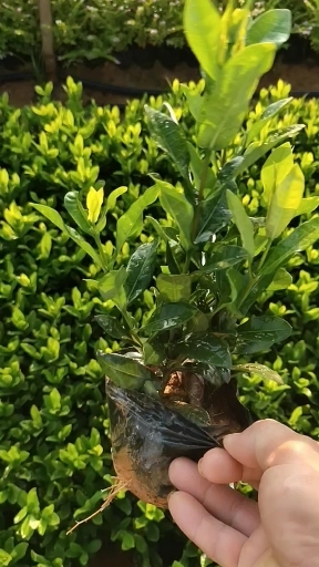 东莞市龙船花
