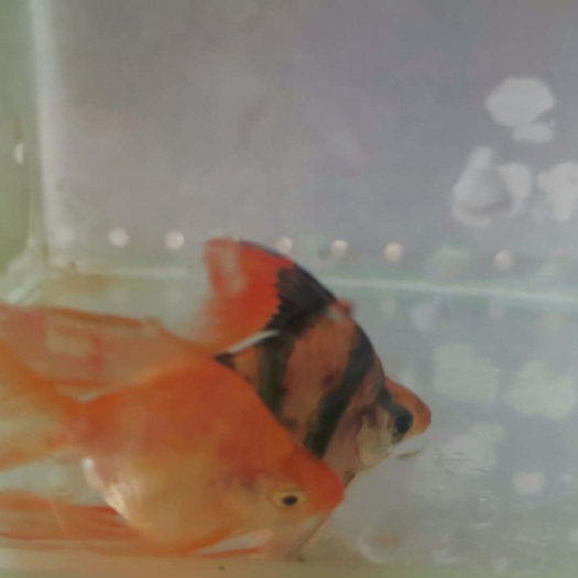 丹东老虎小精灵