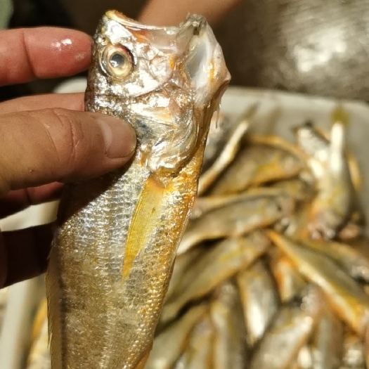 宁波舟山海域小黄鱼