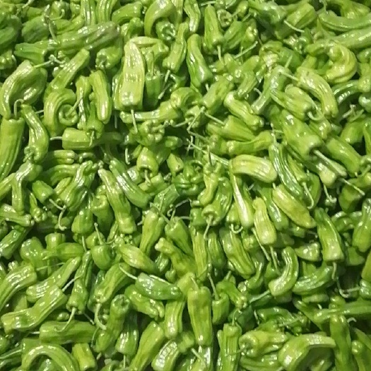 石柱 黄皮辣椒