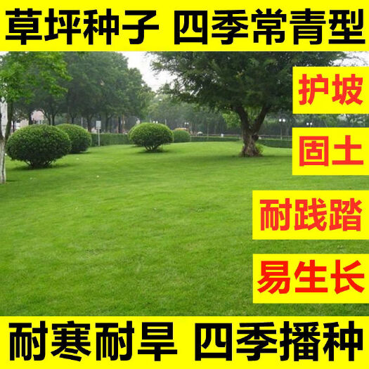 草坪种子矮生四季青庭院免修剪绿化护坡马尼拉狗牙根草种草籽