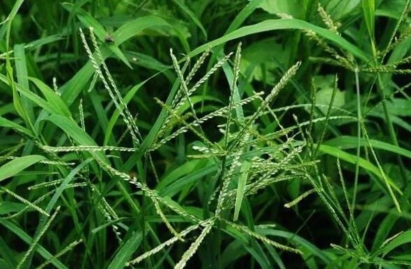 旬阳市中药材牛筋草千斤拔价格合理量大优惠快快联系只卖人工费吼吼
