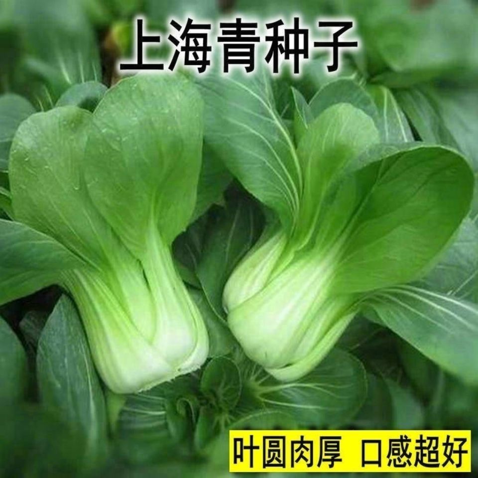 杭州上海青种子四季播小油菜蔬菜籽青菜小白菜四季易种