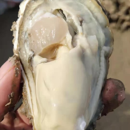 乳山市三倍体生蚝  【精美礼盒包装】正宗山东乳山生蚝 肥度高 自有养殖基地