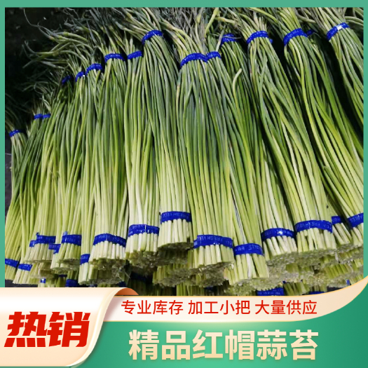 金乡县红帽蒜苔  精品蒜苔，大量供应，专业库存，加工小把，一吨起批