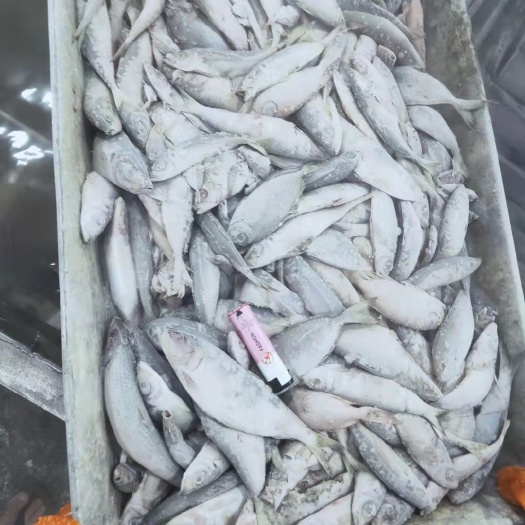 阳江大量巴浪饲料鱼出售