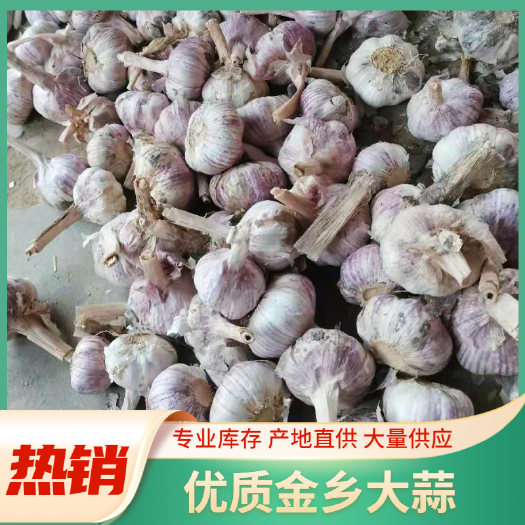 金乡县紫皮蒜  大蒜，质量保证，电商超市，赶大集的，一吨起批