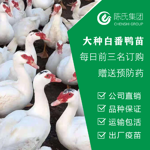 南宁大品种白火鸭苗 番鸭苗 西洋鸭苗 旱鸭苗最大可以养14斤