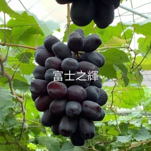 平度市富士之辉葡萄苗 山东葡萄苗基地供应