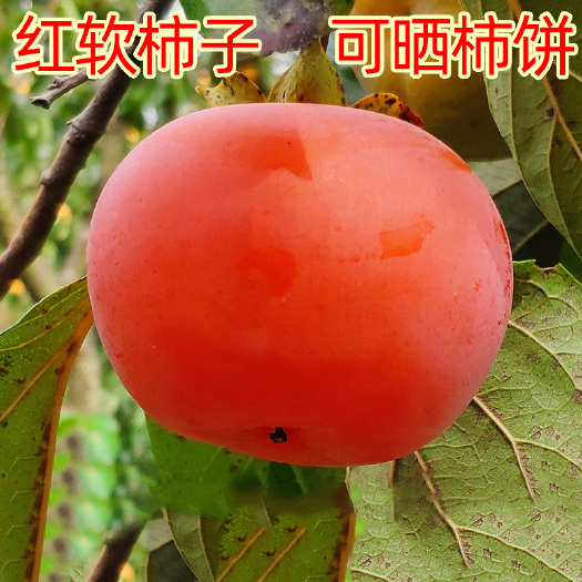 镜面柿  水果脆柿子新鲜现摘现发广西桂林平乐恭城甜巧克力柿子黄硬批发
