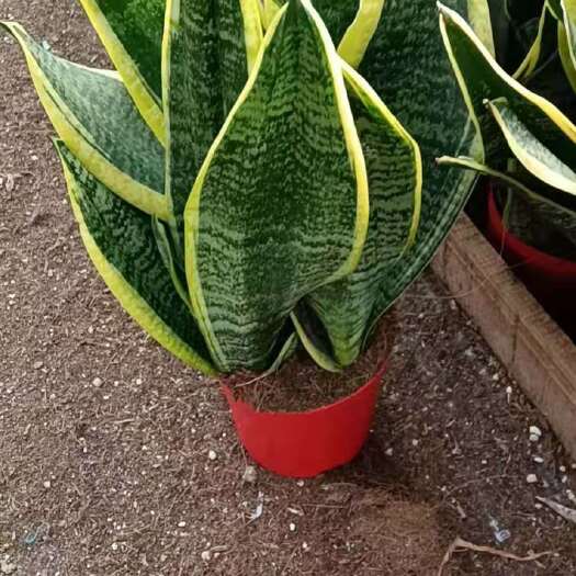 南靖县虎皮兰  虎 皮 兰  基地直达大量供应金边兰