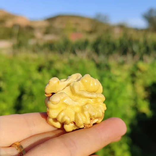 石楼县 出售新鲜纸薄皮核桃