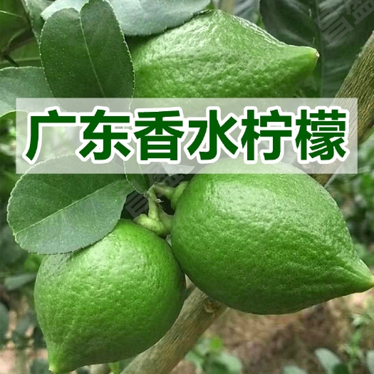 灵山县 四季香水柠檬树苗广东香水柠檬苗无籽无核柠檬苗盆栽地栽当年结果