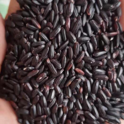 临沂黑米，东北新黑米，特级黑珍珠，大红袍