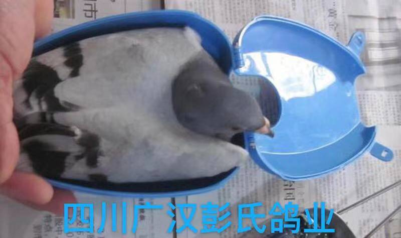广汉市 肉鸽批发