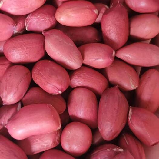 新四粒红 红皮花生米 颗粒饱满 颜色红 各种规格
